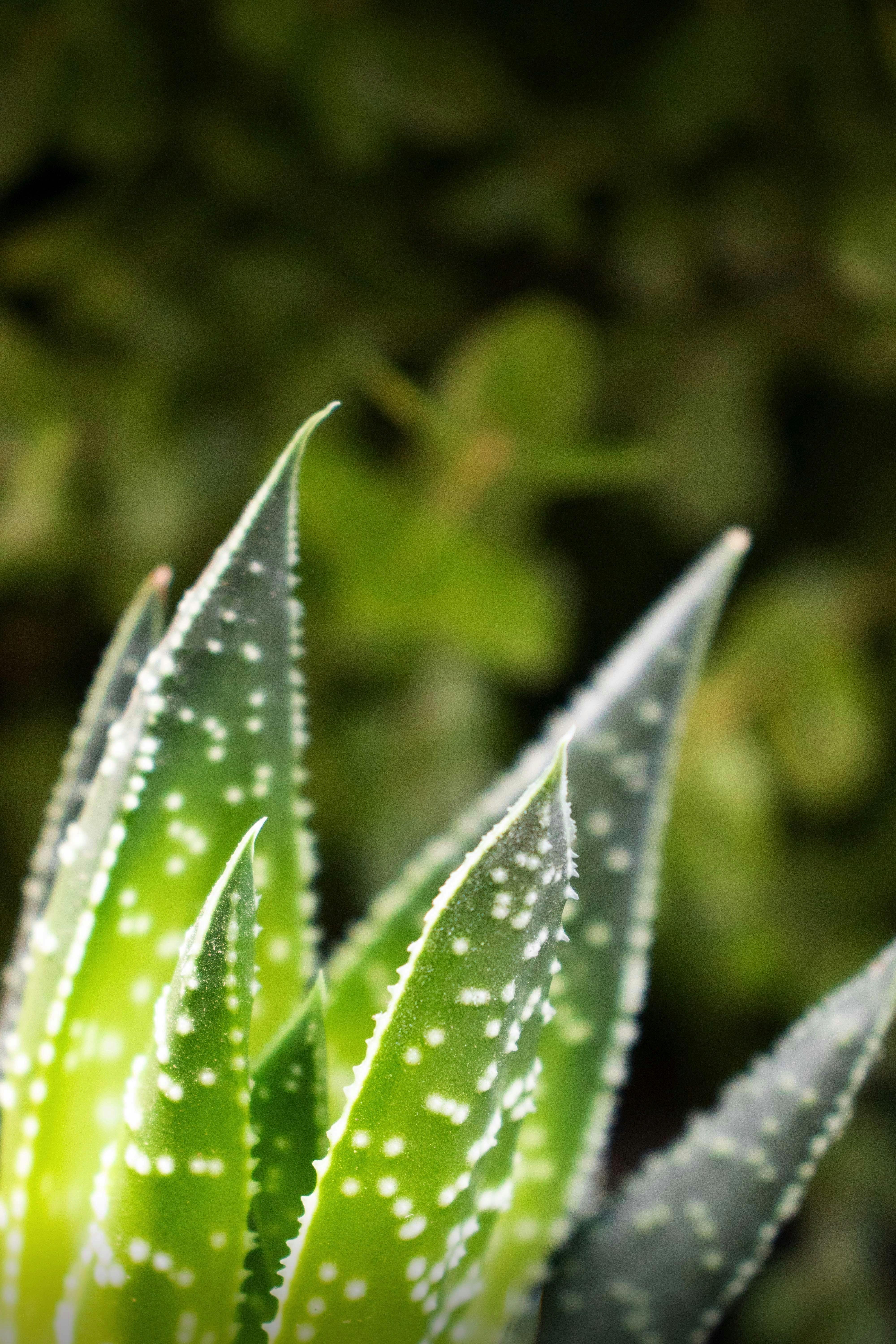 The Science Behind Aloe Veras Skin-Soothing Magic