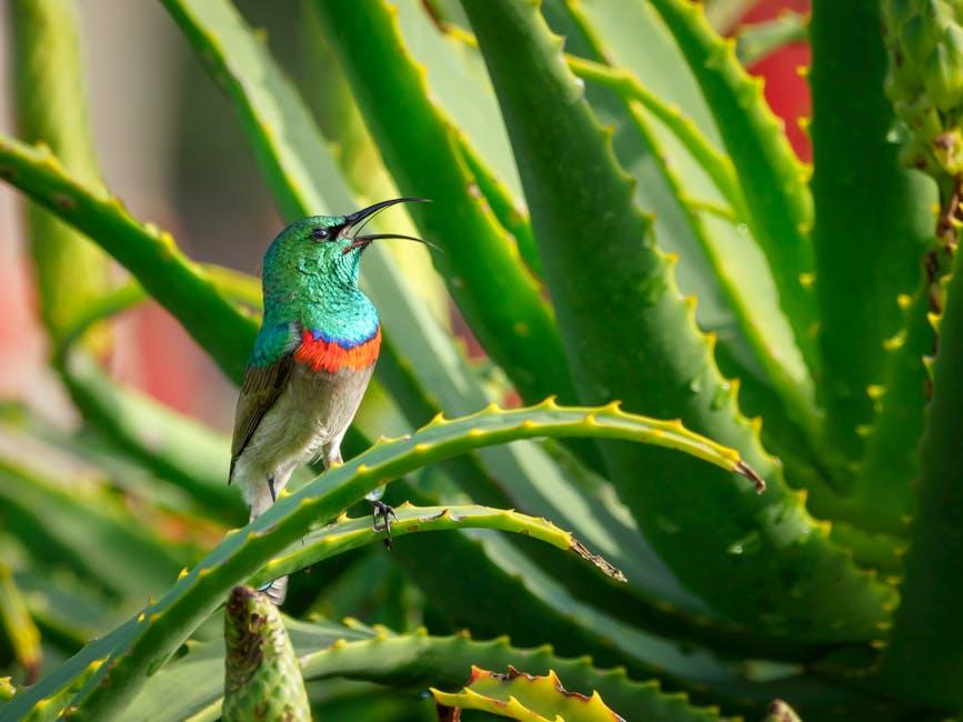 Incorporating Aloe Vera into Your Hair Care Routine