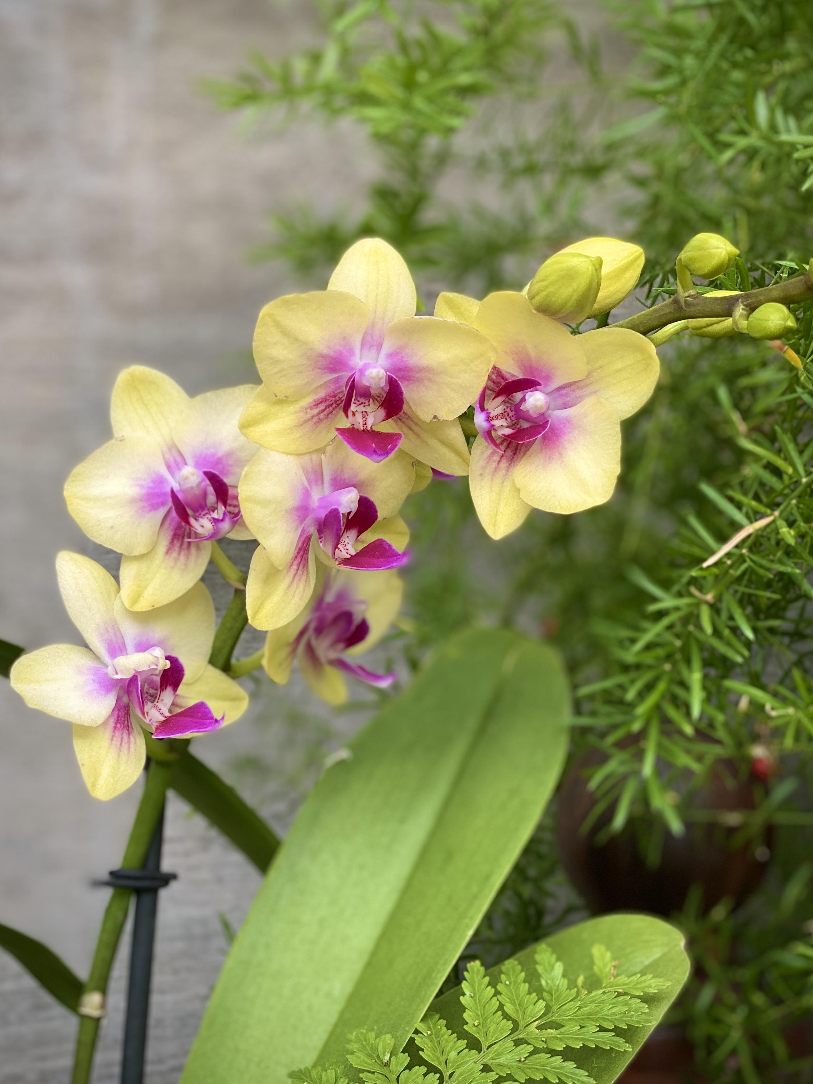 Luxury Promises: Unveiling the Illusion of High-Price Beauty