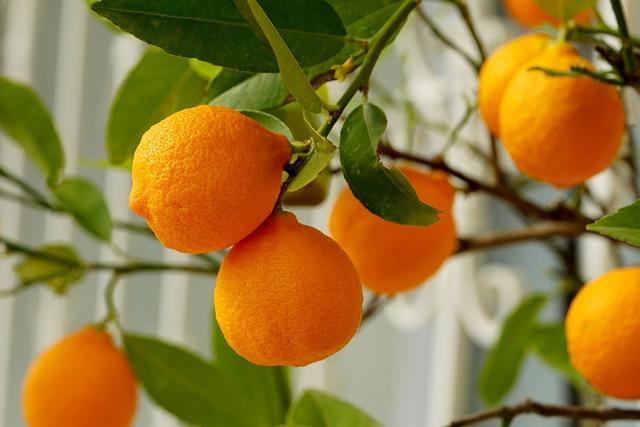 Beyond Serums Integrating Vitamin C in Various Skincare Forms